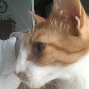 Meet your Posher, Joy